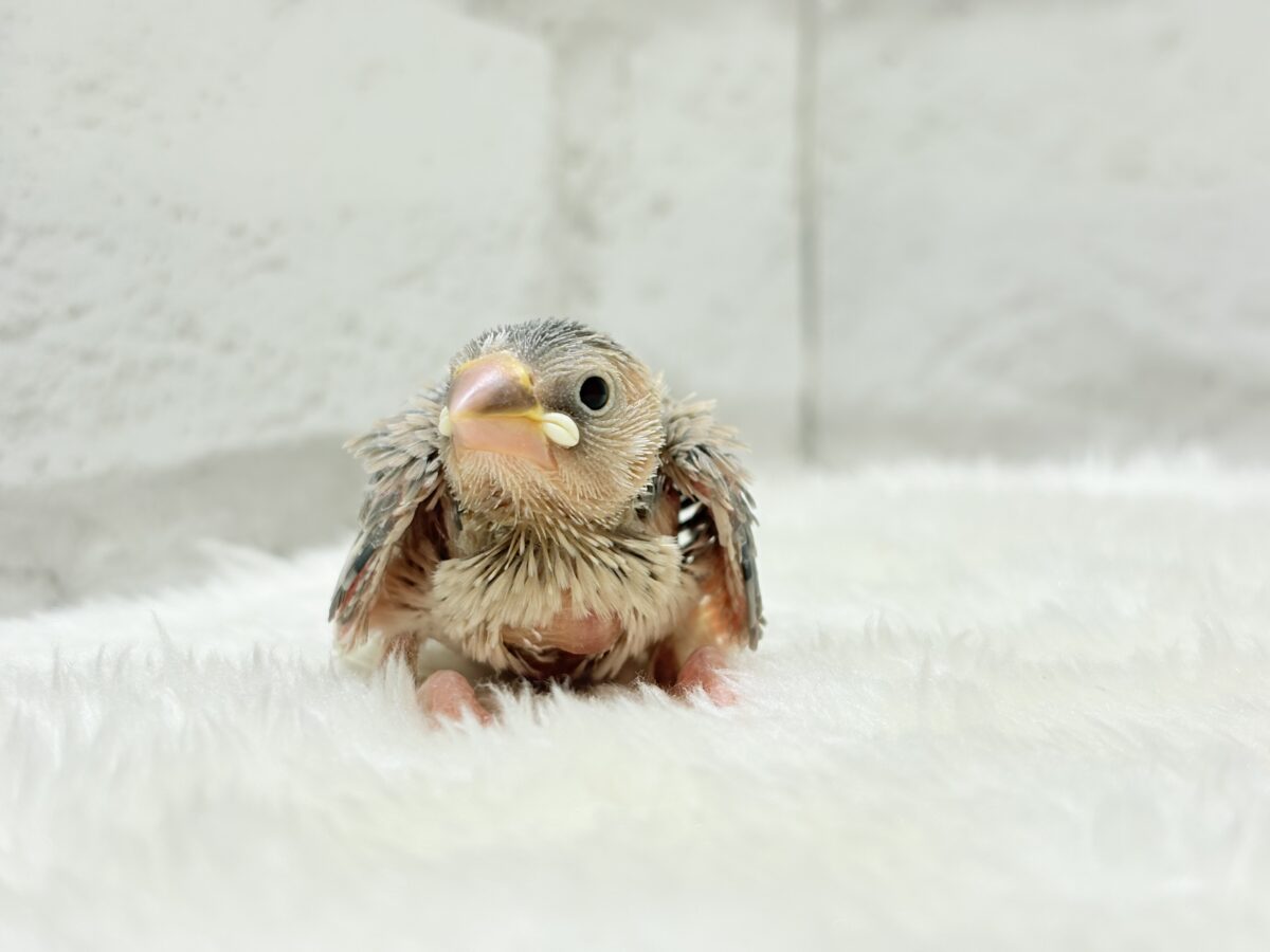 目に映る世界、見てみたい🐣🌏パステル文鳥 ヒナ パステル文鳥