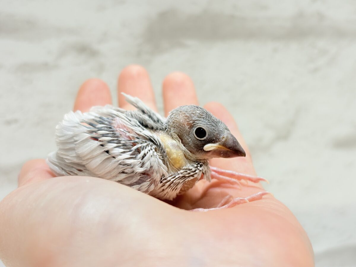 高級感ある羽色が魅力🐣🩶シルバー文鳥 ヒナ シルバー文鳥