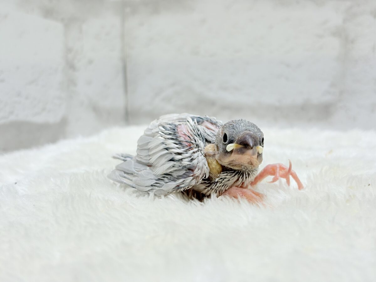 高級感ある羽色が魅力🐣🩶シルバー文鳥 ヒナ シルバー文鳥