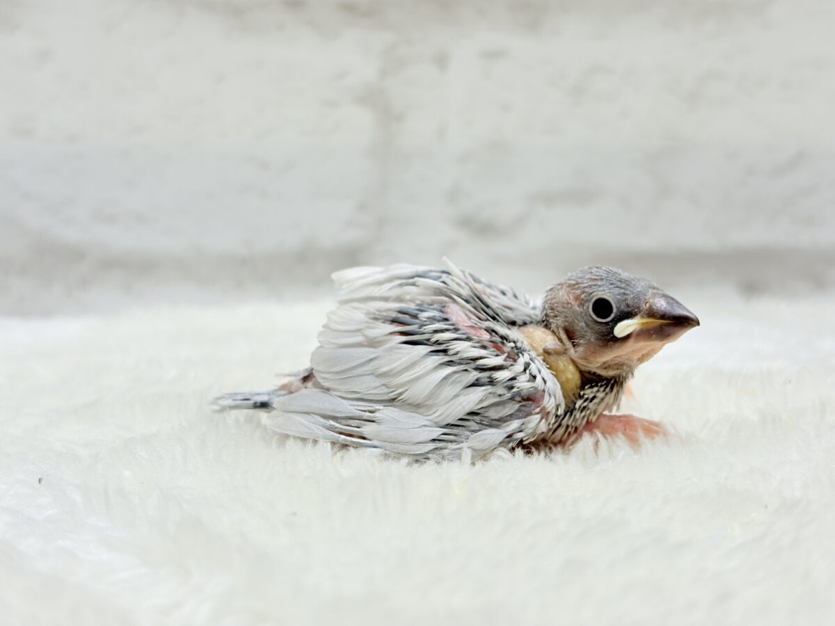 シルバー文鳥