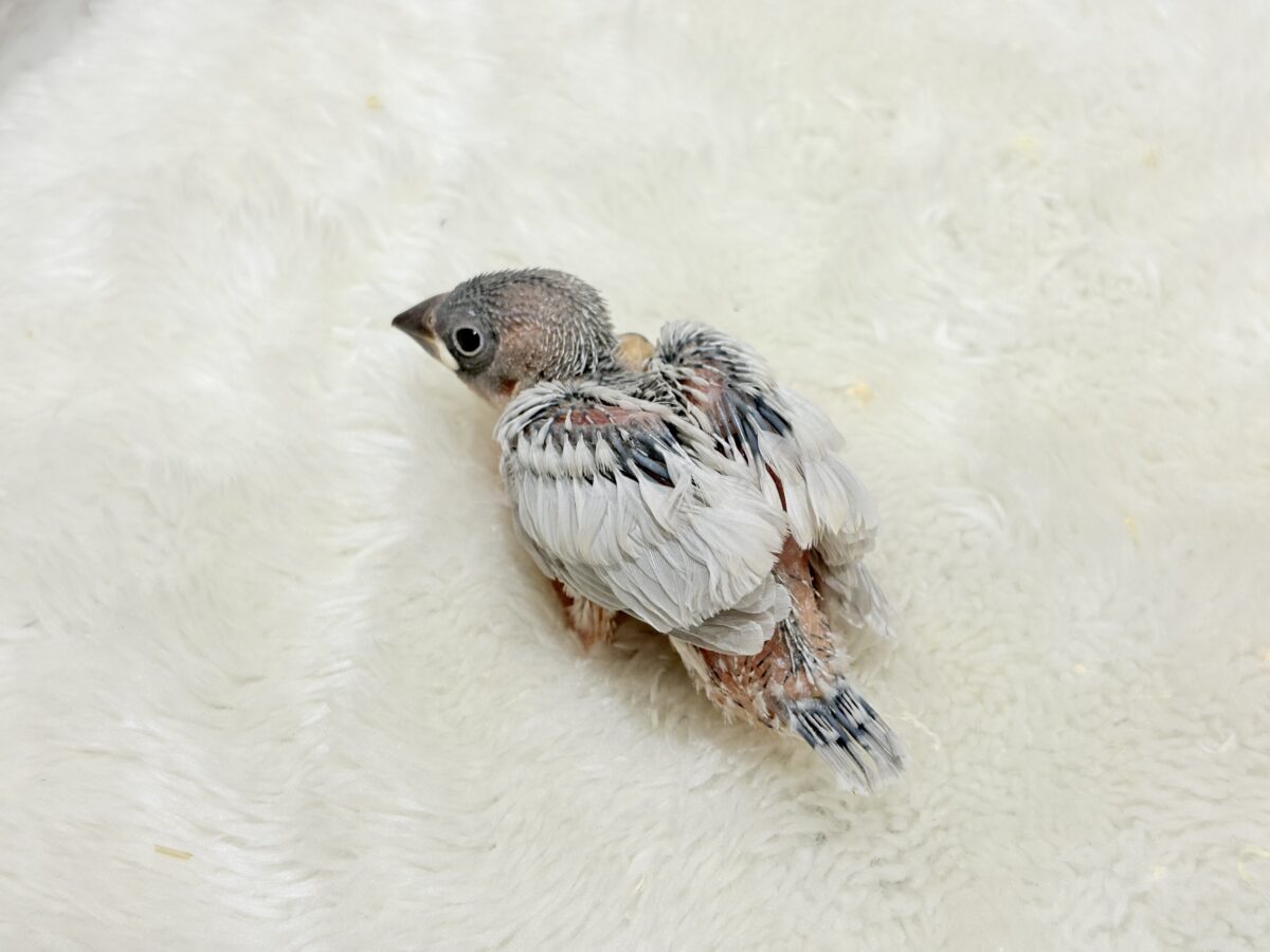 シルバー文鳥