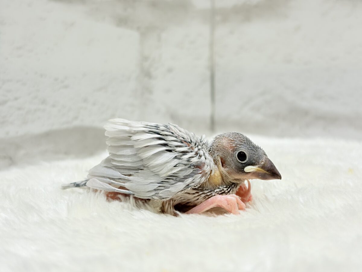 高級感ある羽色が魅力🐣🩶シルバー文鳥 ヒナ シルバー文鳥