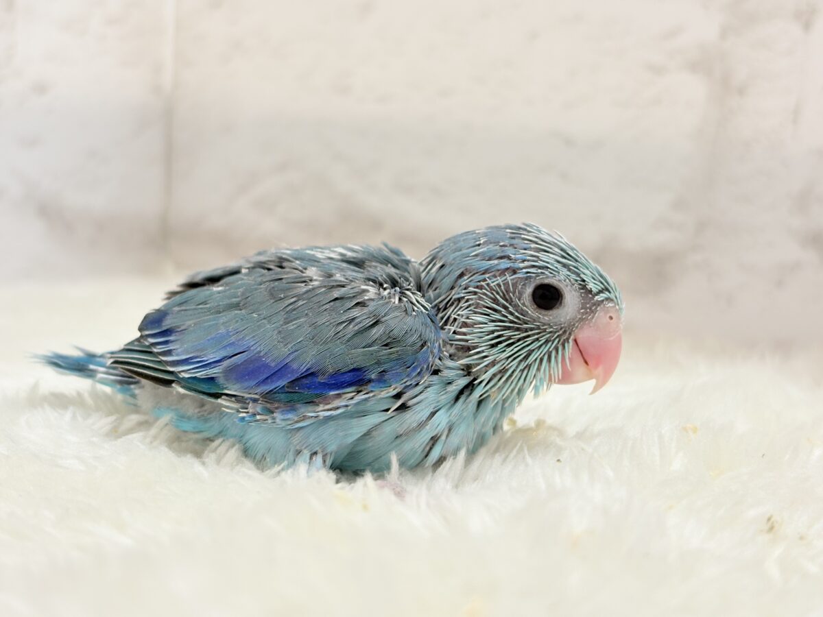 美形怪獣に魅了されるゾ🐣💙マメルリハ(ブルー)男の子 ヒナ マメルリハ