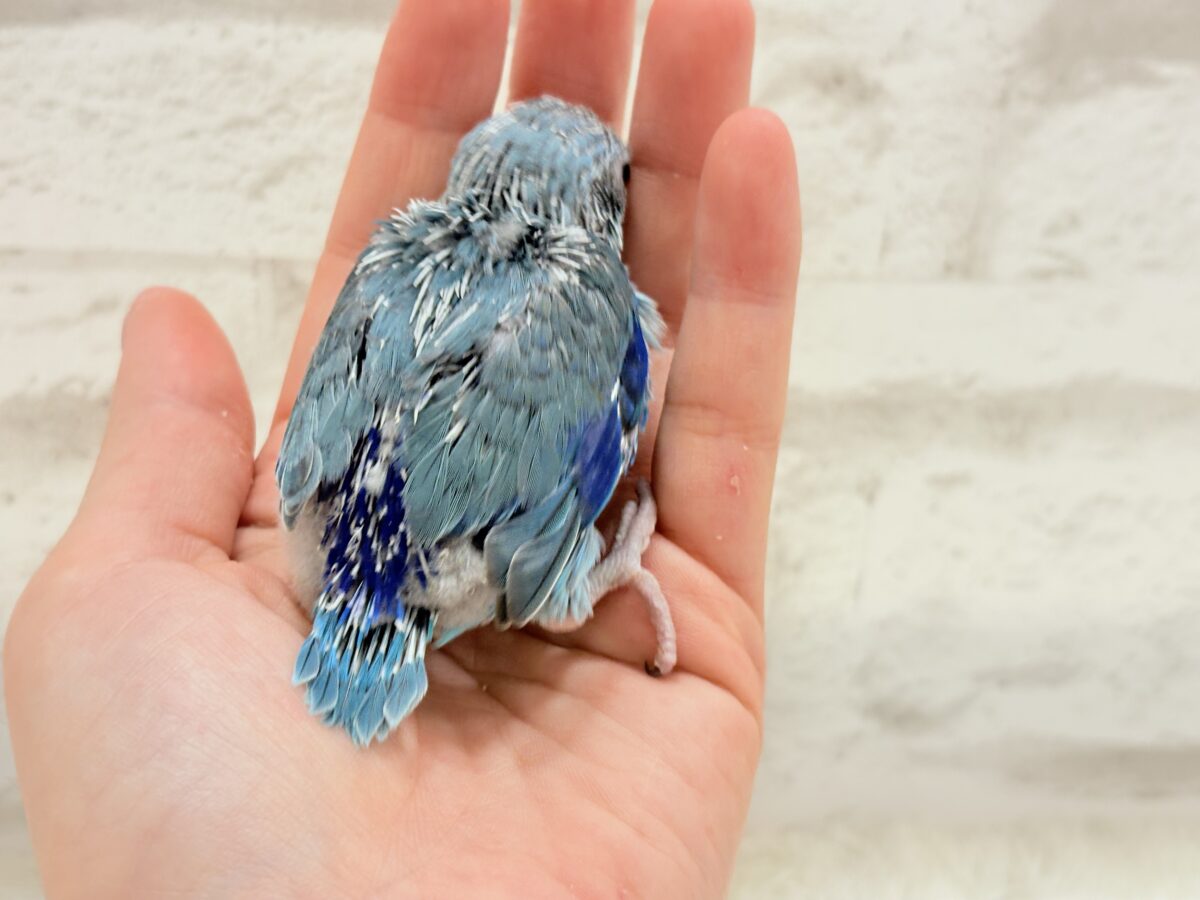美形怪獣に魅了されるゾ🐣💙マメルリハ(ブルー)男の子 ヒナ マメルリハ