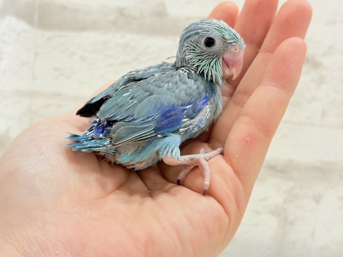 美形怪獣に魅了されるゾ🐣💙マメルリハ(ブルー)男の子 ヒナ マメルリハ
