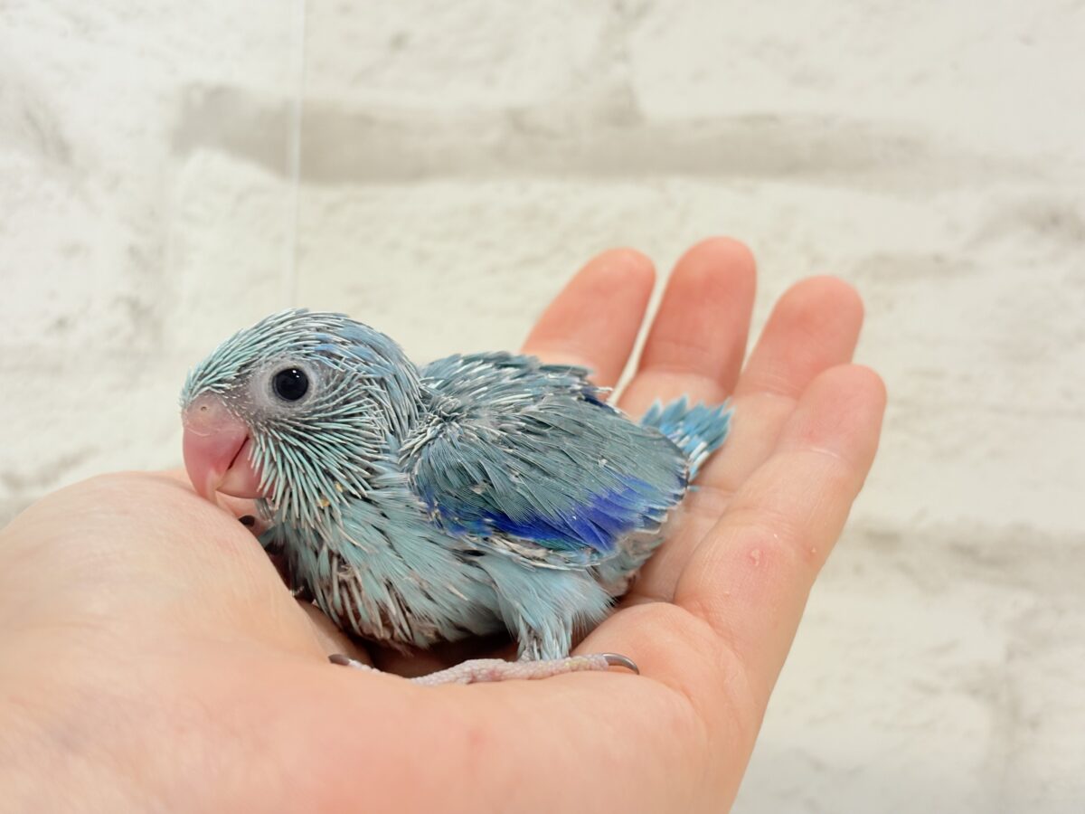 マメルリハ