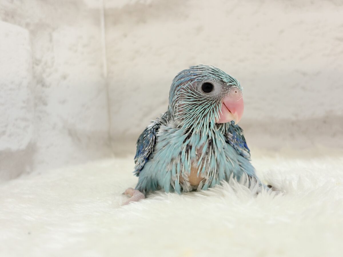美形怪獣に魅了されるゾ🐣💙マメルリハ(ブルー)男の子 ヒナ マメルリハ