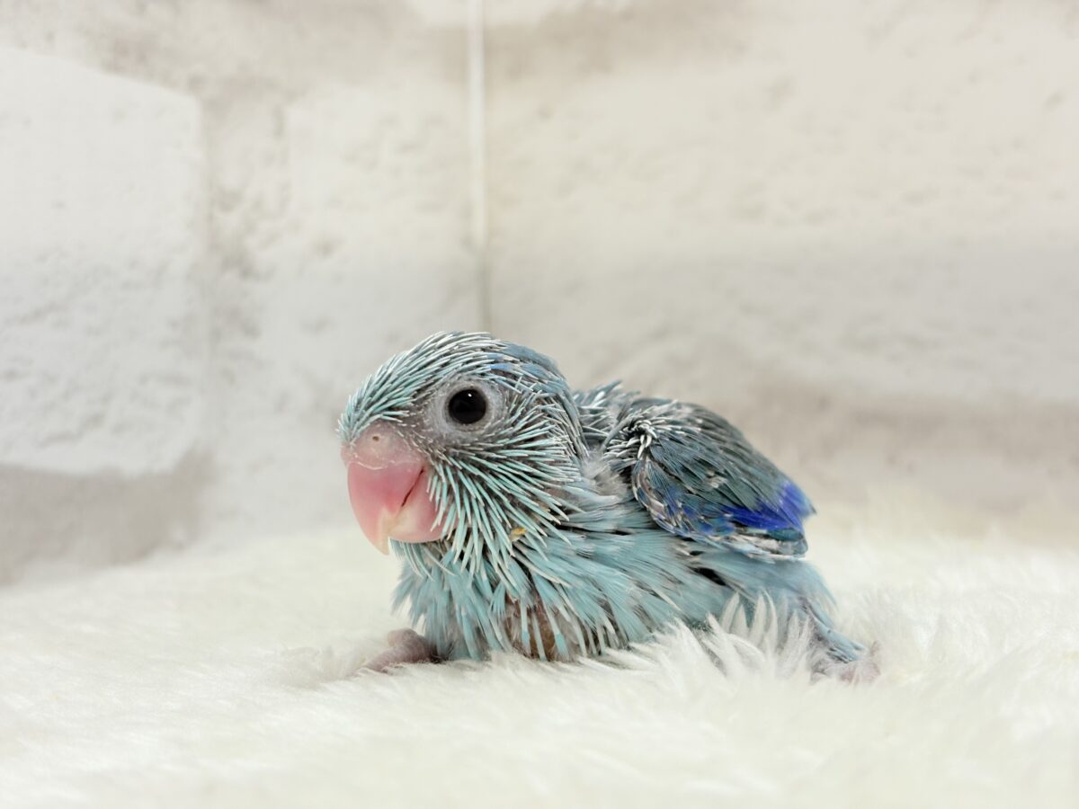 美形怪獣に魅了されるゾ🐣💙マメルリハ(ブルー)男の子 ヒナ マメルリハ
