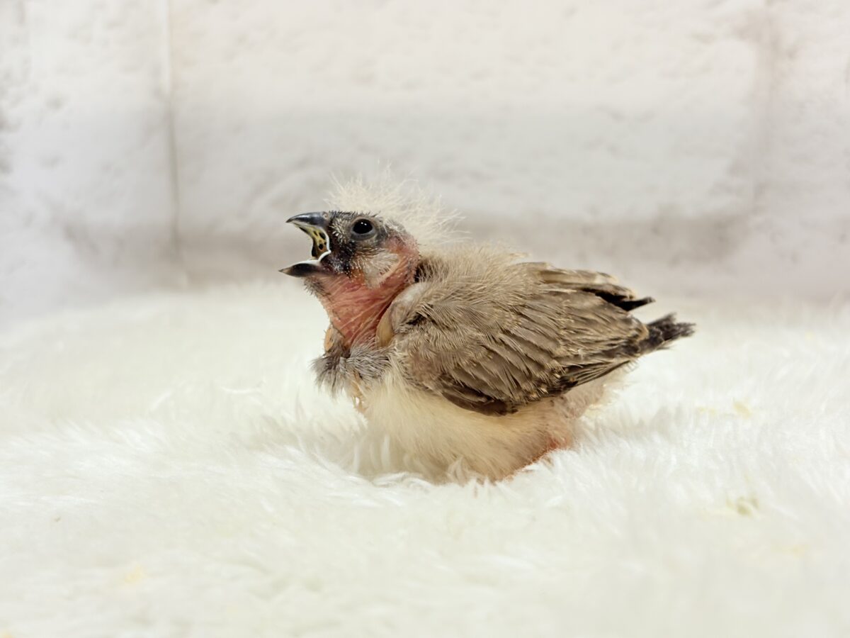 わた毛ファッサー🐣🪶ジャンボキンカチョウ ヒナ ジャンボキンカチョウ