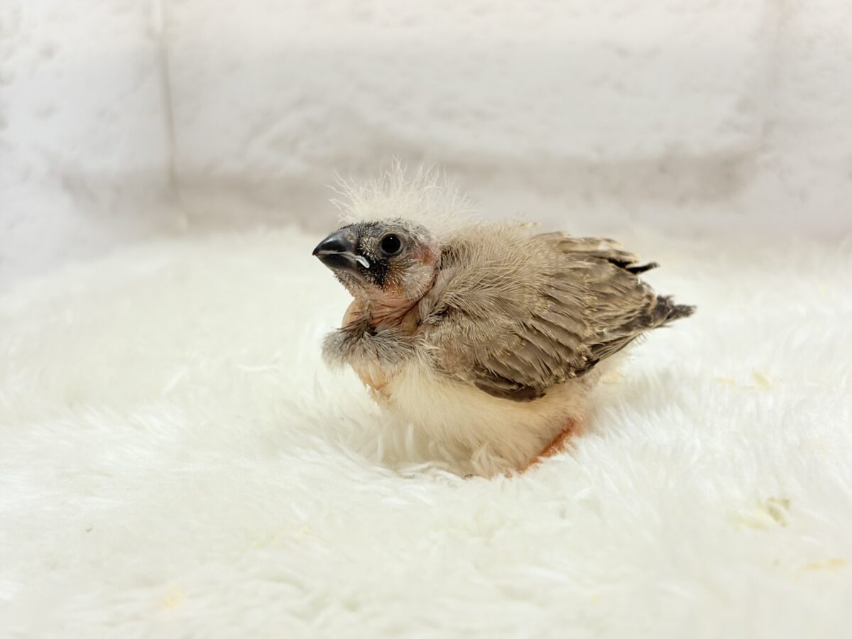 わた毛ファッサー🐣🪶ジャンボキンカチョウ ヒナ ジャンボキンカチョウ