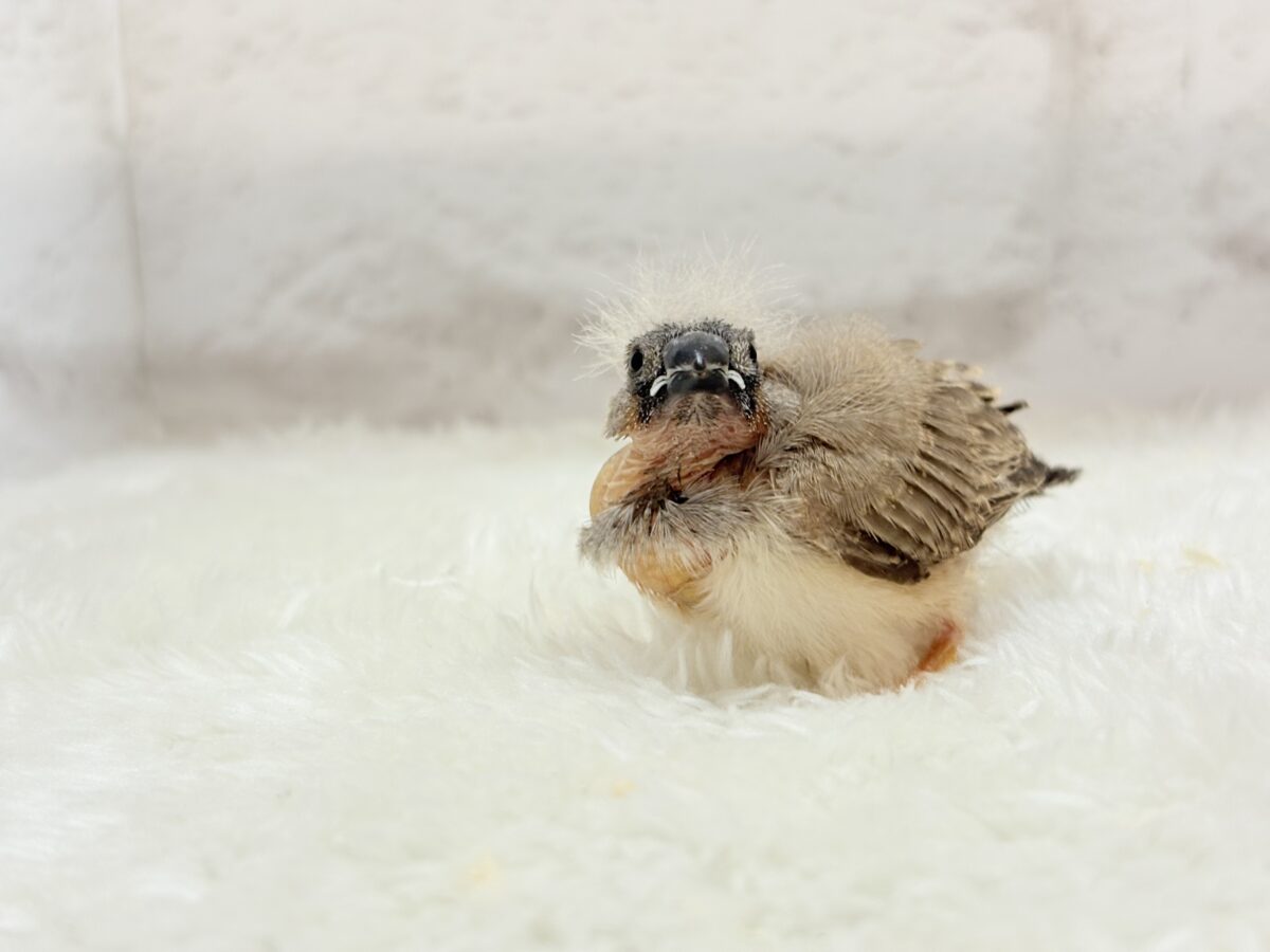 わた毛ファッサー🐣🪶ジャンボキンカチョウ ヒナ ジャンボキンカチョウ