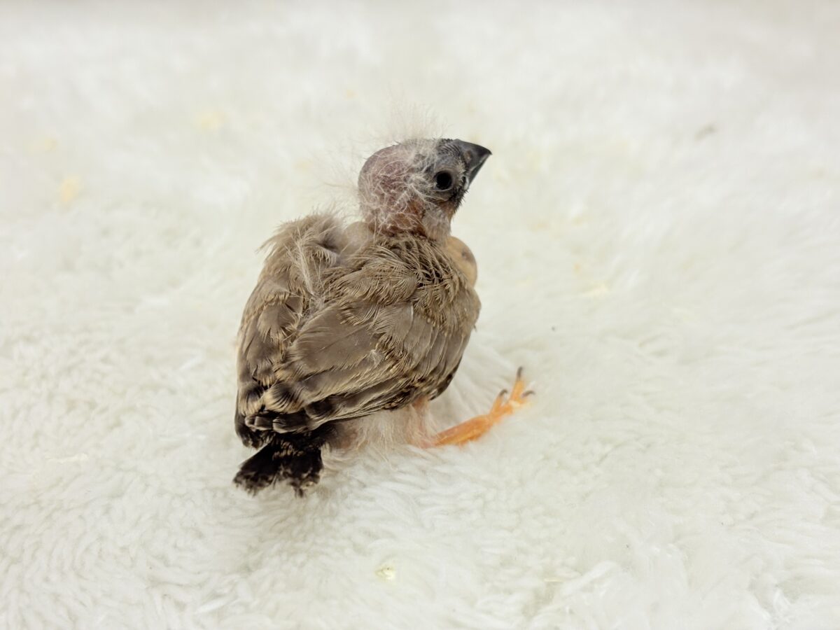 わた毛ファッサー🐣🪶ジャンボキンカチョウ ヒナ ジャンボキンカチョウ
