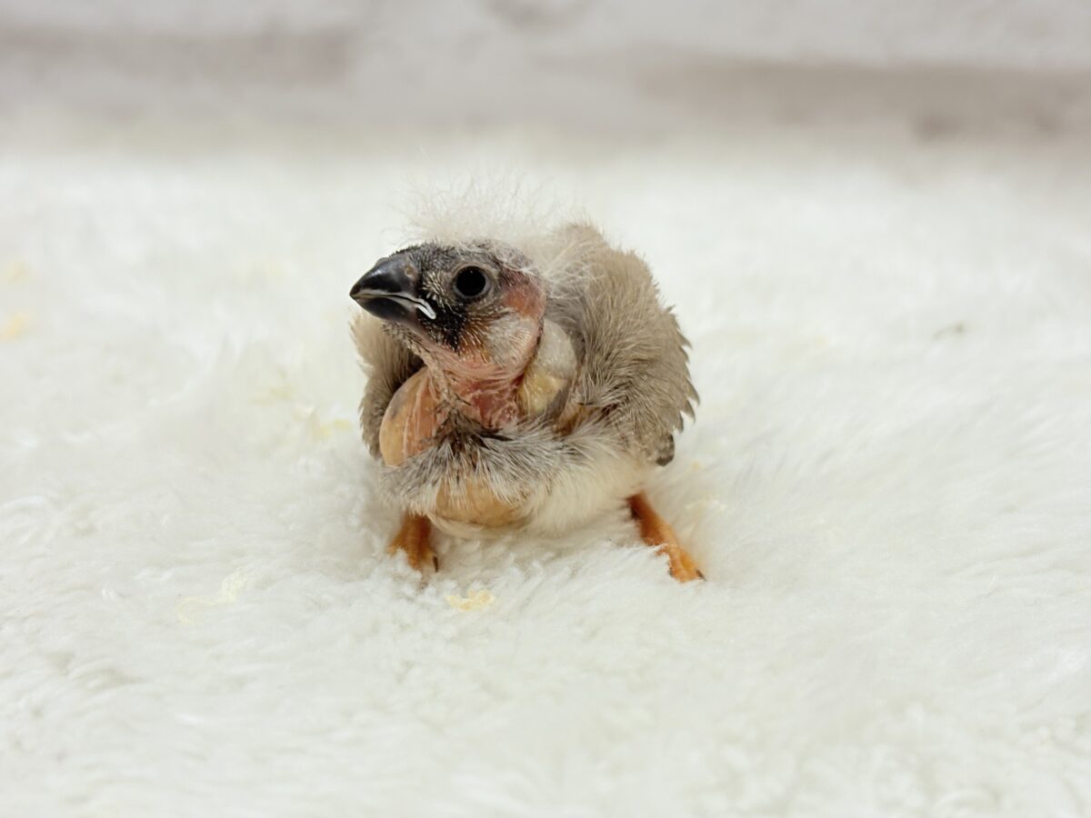 わた毛ファッサー🐣🪶ジャンボキンカチョウ ヒナ ジャンボキンカチョウ