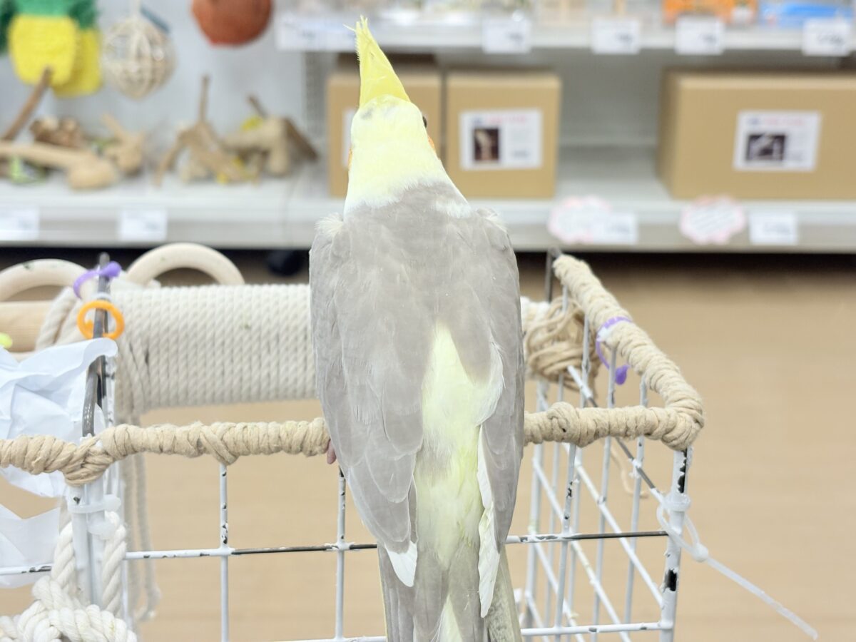 オカメインコ