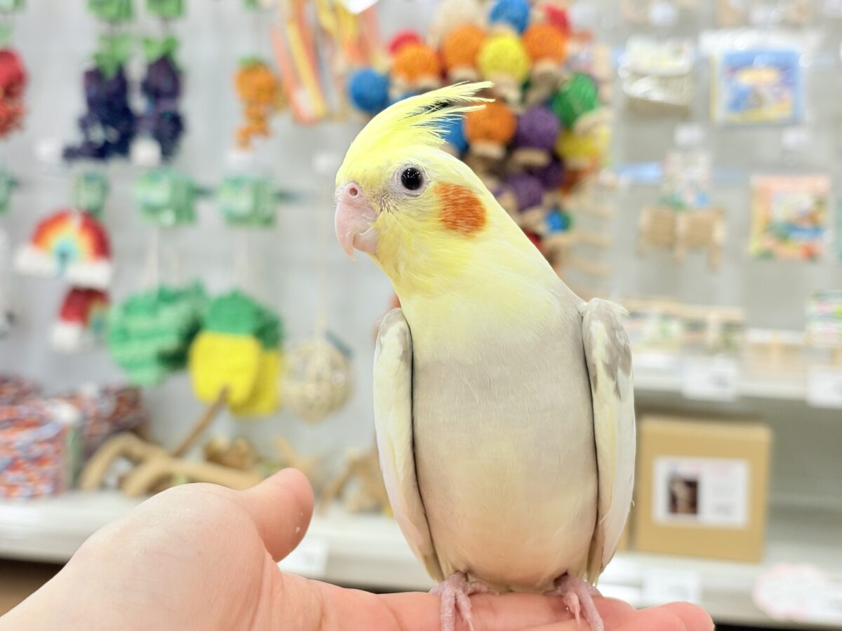 オカメインコ