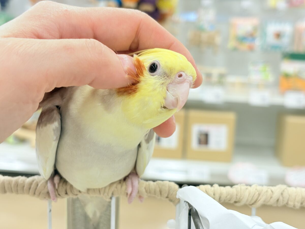 オカメインコ