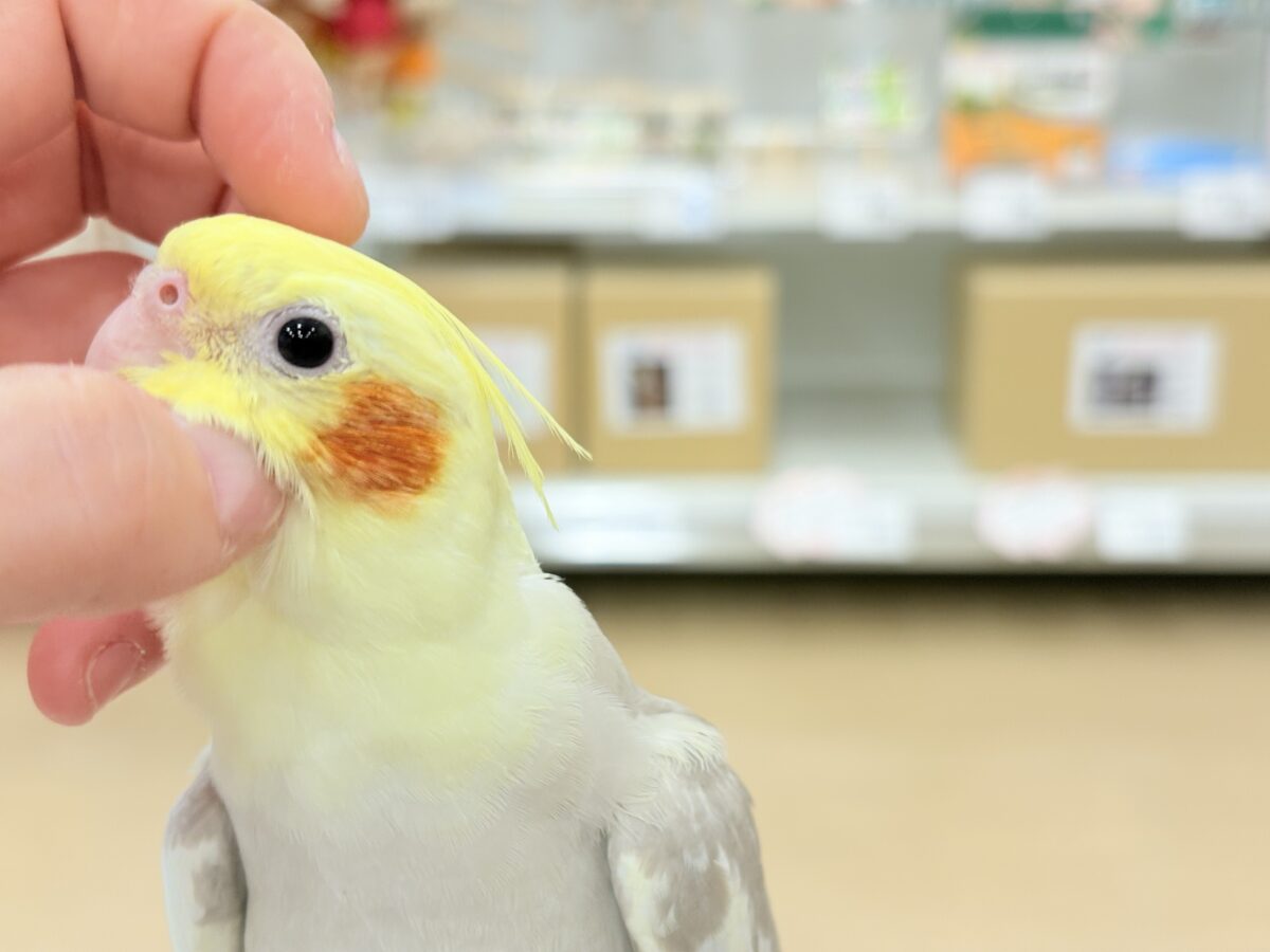 オカメインコ