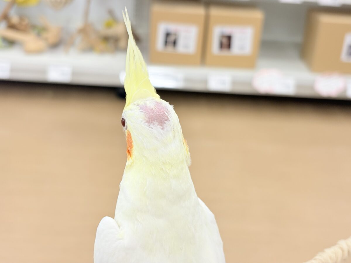 オカメインコ