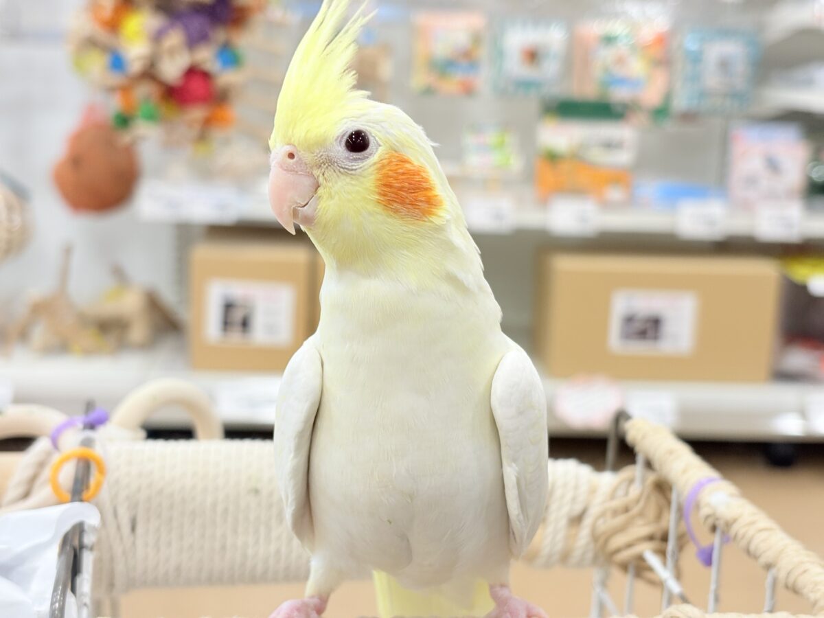 オカメインコ