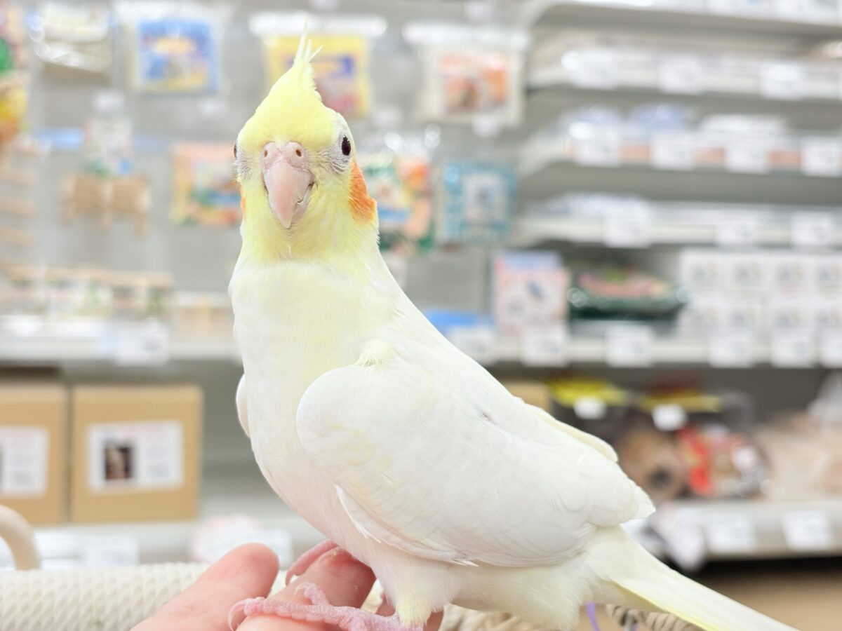 オカメインコ