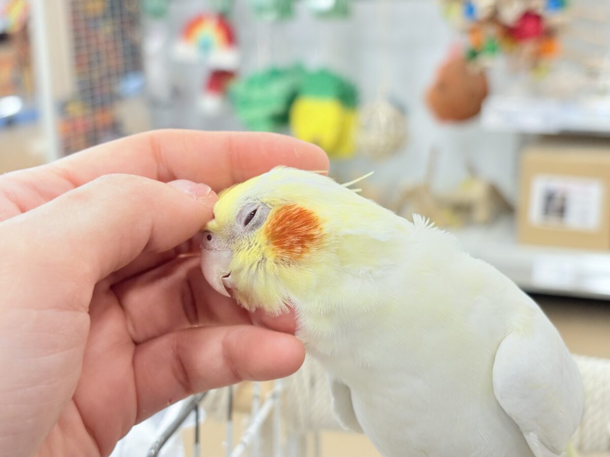 オカメインコ
