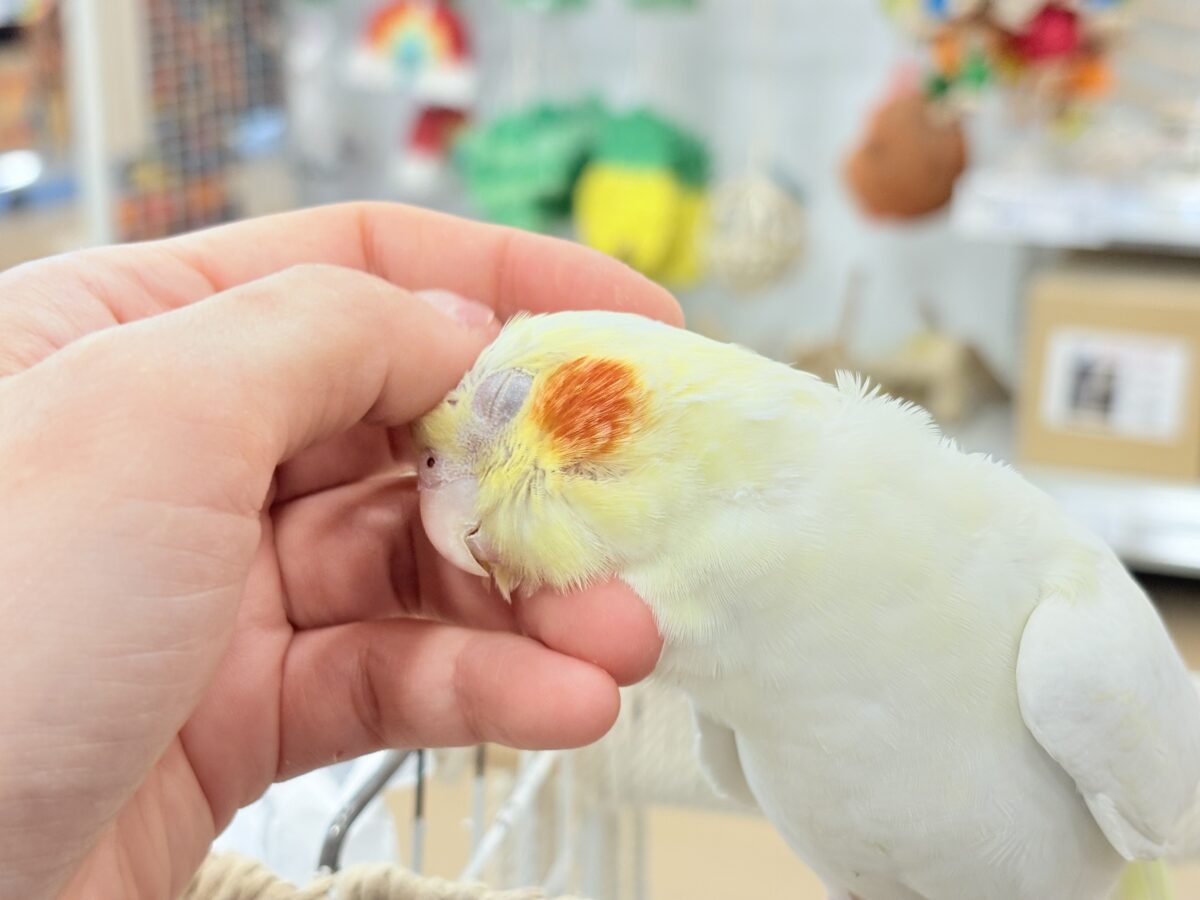 オカメインコ
