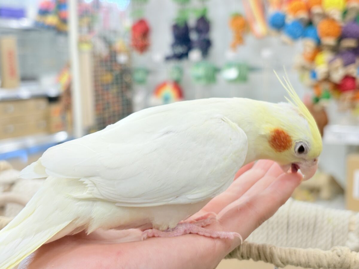 オカメインコ
