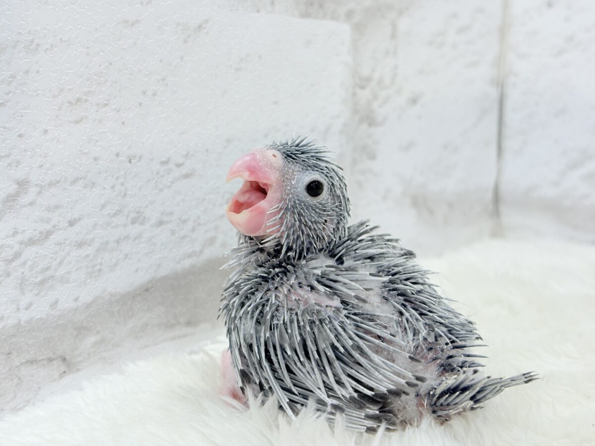 羽がツクツク𖤣𖥧𖥣トンガリマメちゃん🐣🩶マメルリハ(モーブ) ヒナ マメルリハ