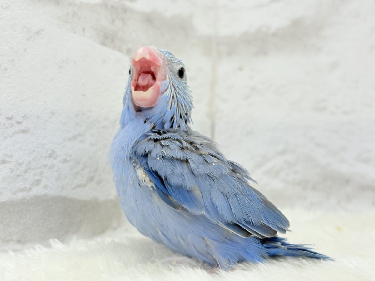 マメルリハ