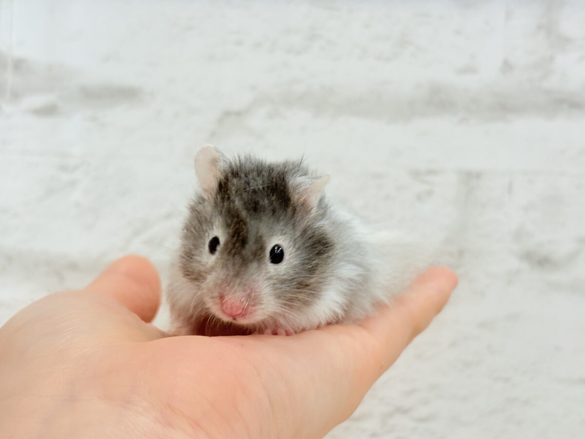 まるで双子🐹動きがシンクロしちゃう🪅💖セーブルハムスター(男の子) ゴールデンハムスター