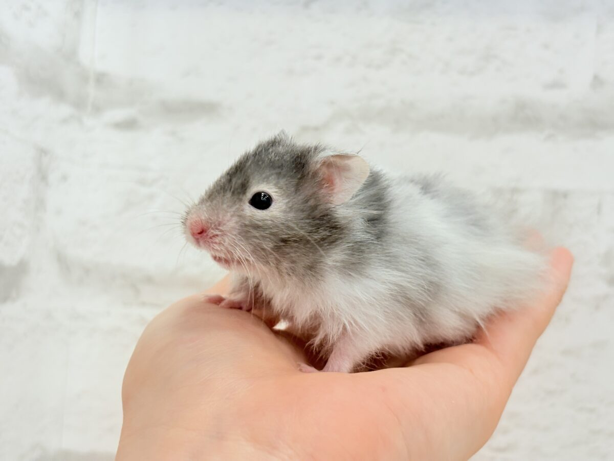 まるで双子🐹動きがシンクロしちゃう🪅💖セーブルハムスター(男の子) ゴールデンハムスター