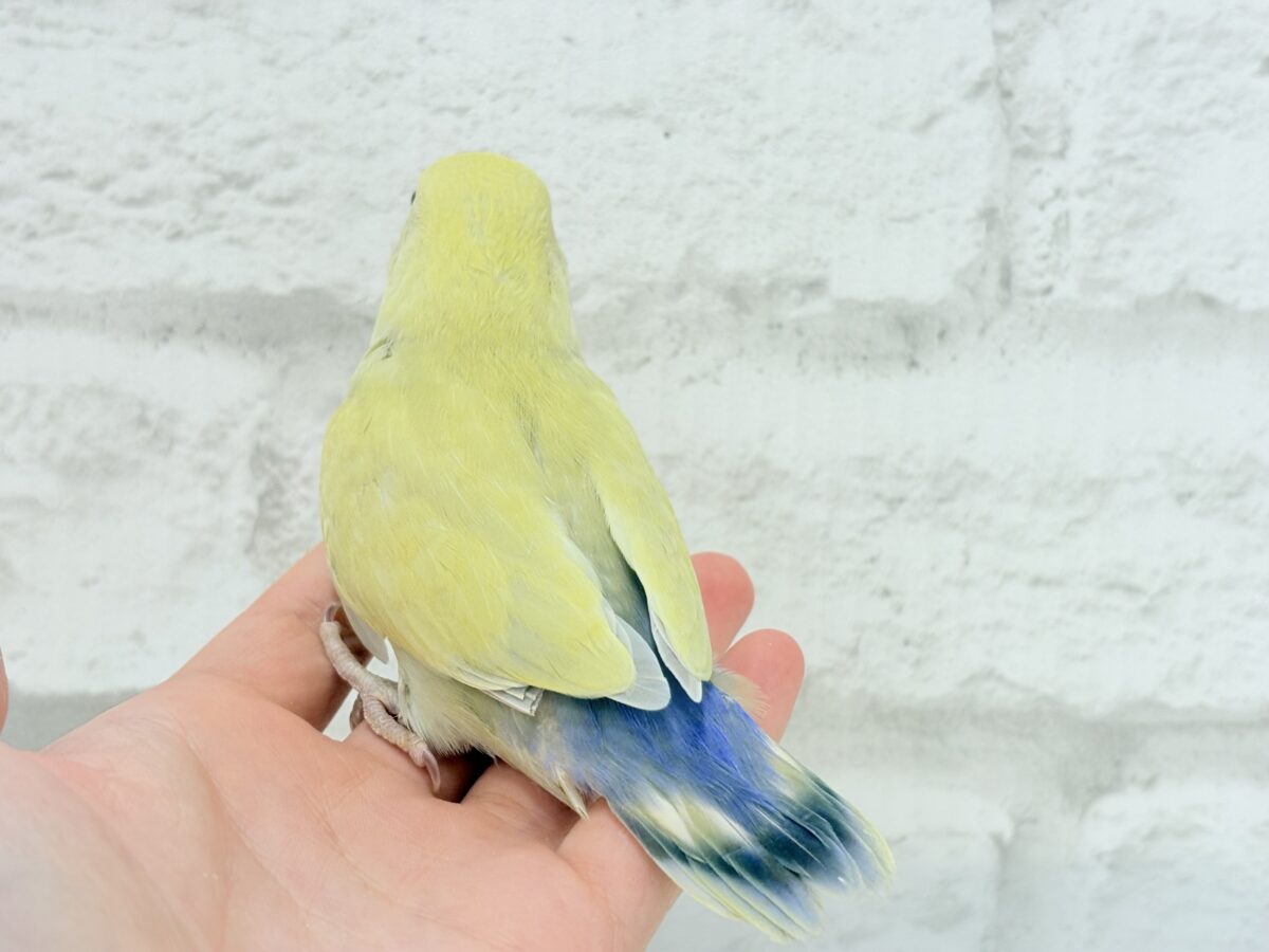 コザクラインコ（小桜インコ）