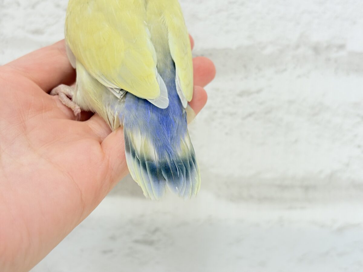 【最新画像更新🪄】ふんわり柔らか癒し系🪅コザクラインコ(シナモン) ヒナ コザクラインコ(小桜インコ)