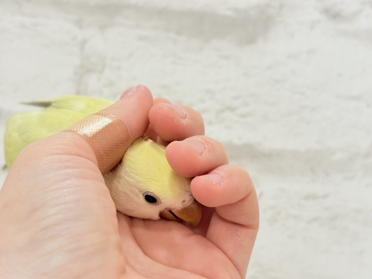 【最新画像更新🪄】ふんわり柔らか癒し系🪅コザクラインコ(シナモン) ヒナ コザクラインコ(小桜インコ)