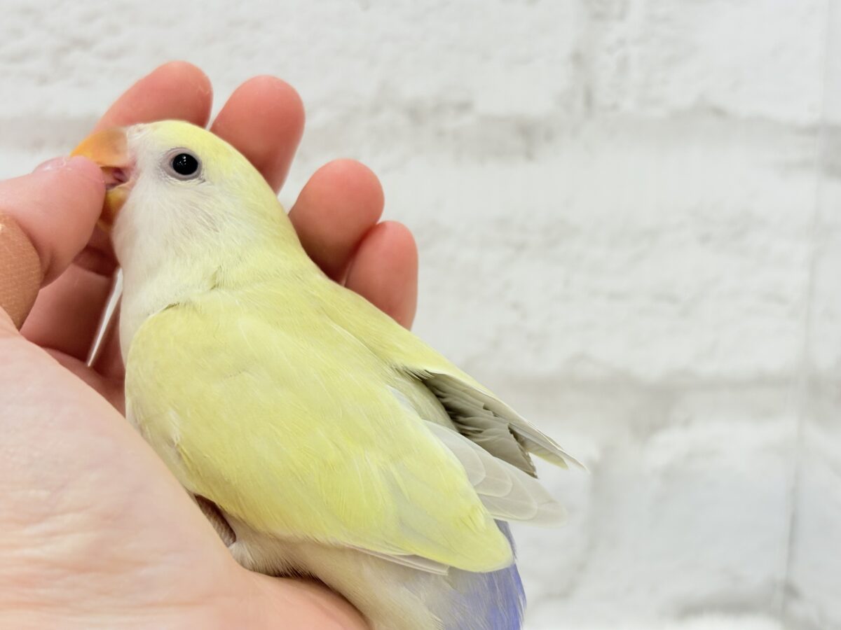 コザクラインコ（小桜インコ）