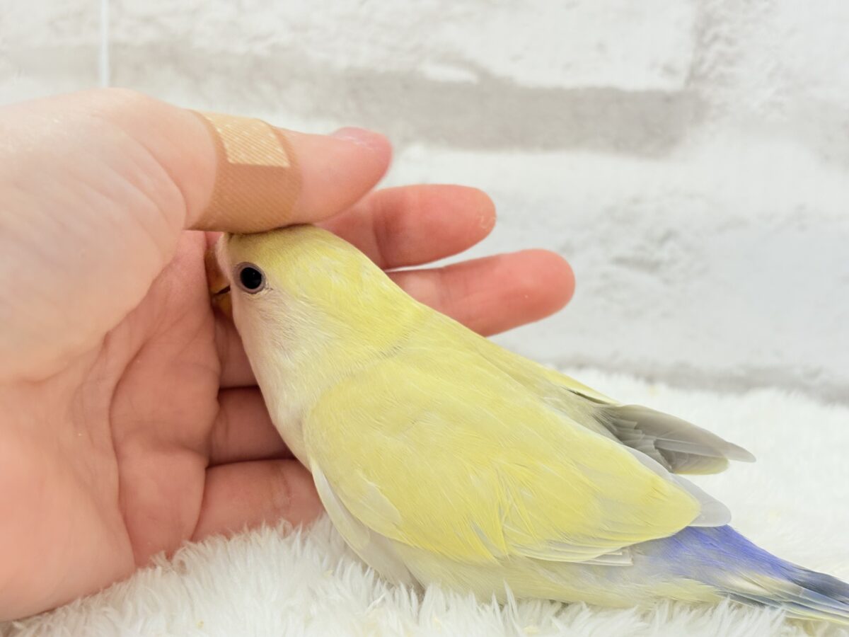 コザクラインコ（小桜インコ）