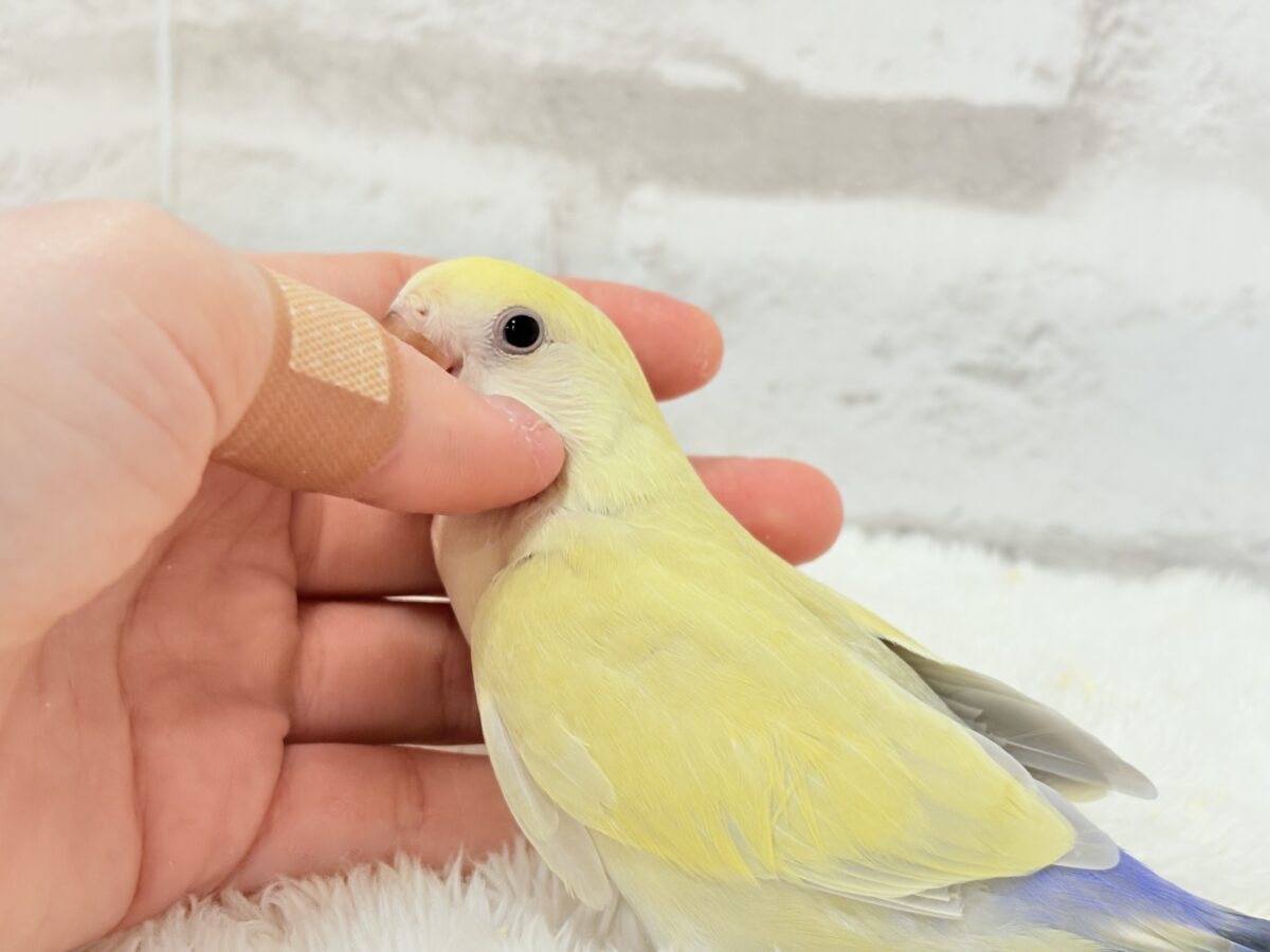コザクラインコ（小桜インコ）