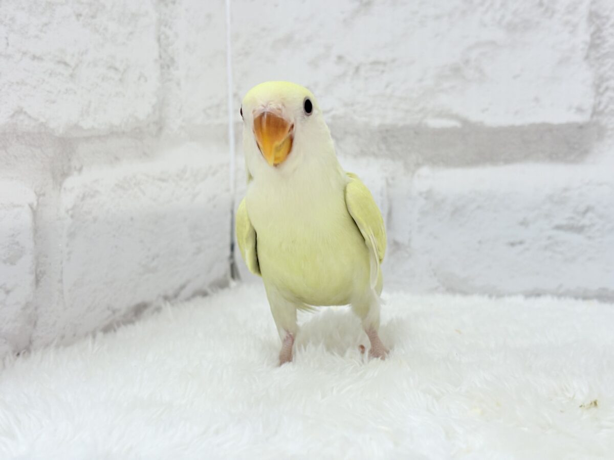 コザクラインコ（小桜インコ）