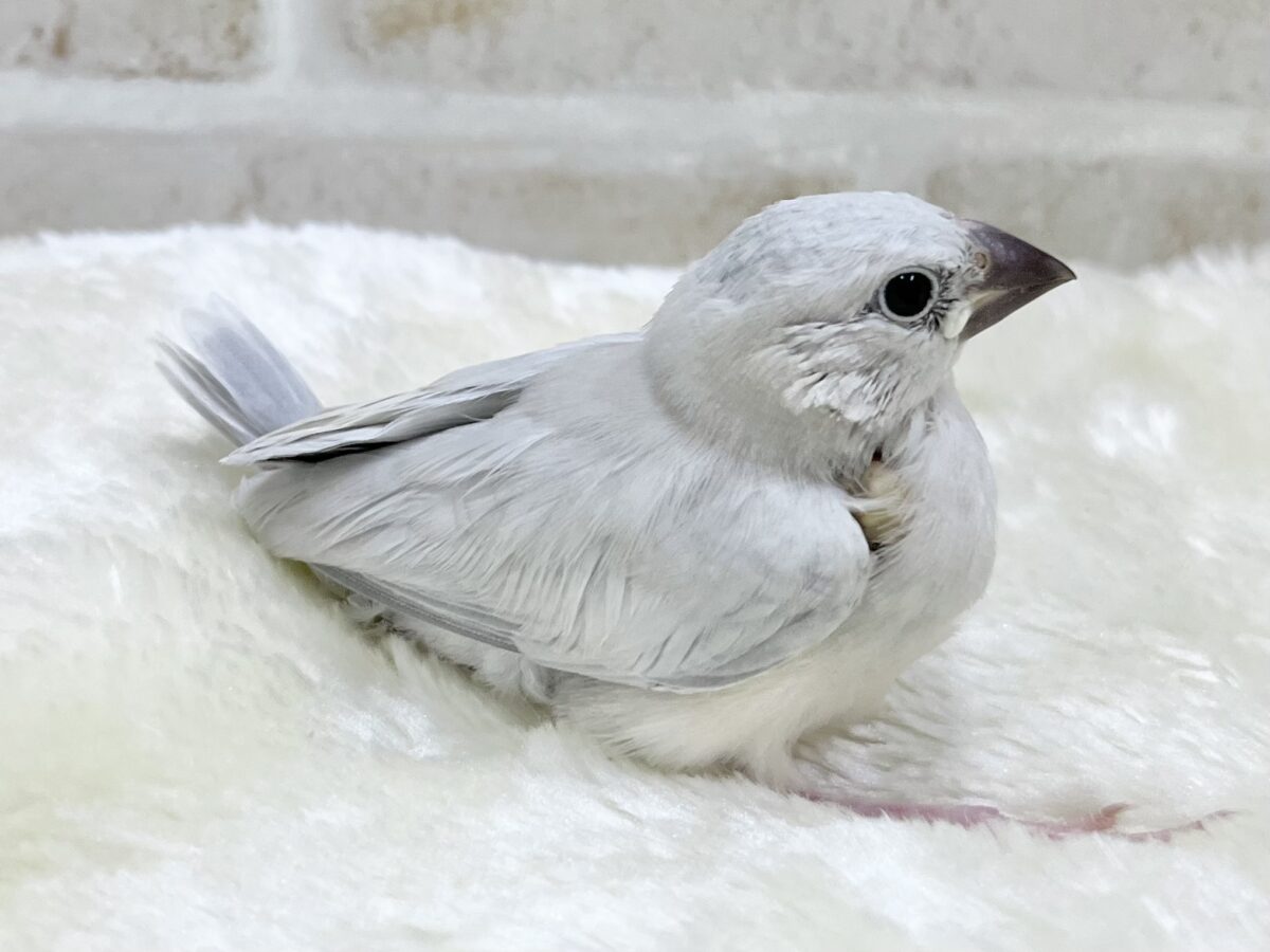 シルバー文鳥