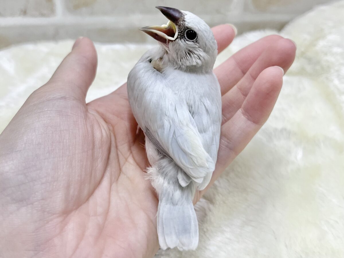 キリッとシルバー😎✨✨ シルバー文鳥 シルバー文鳥