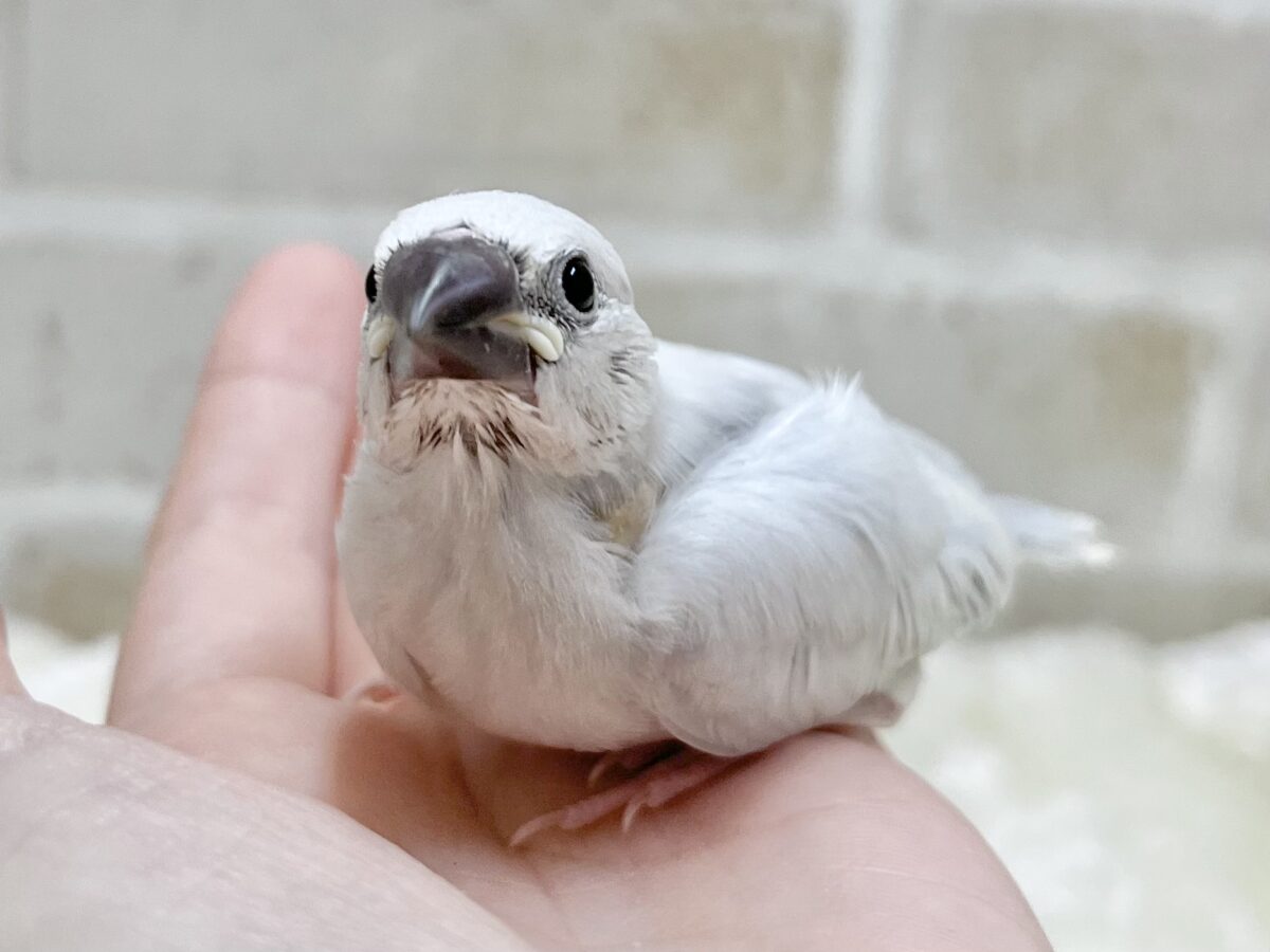 シルバー文鳥