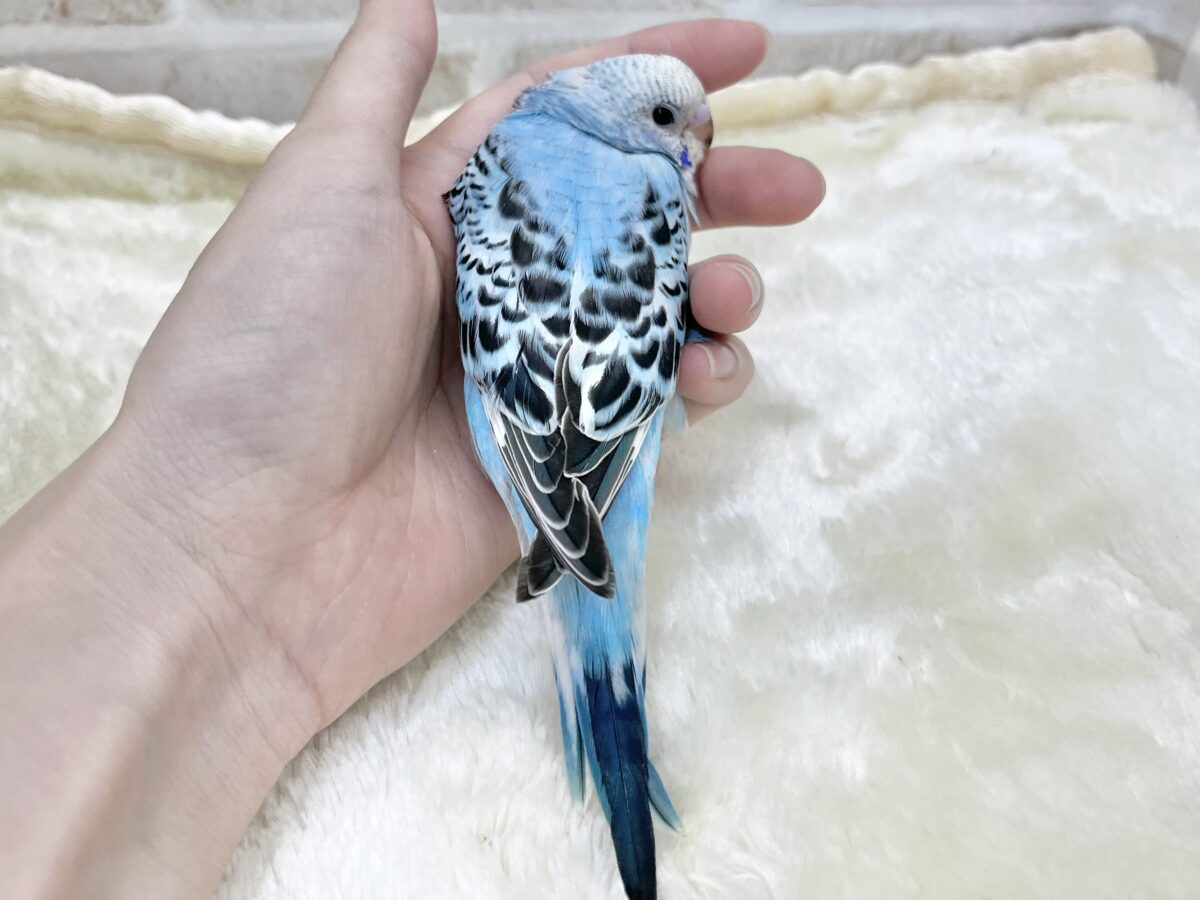 澄んだ青い空〜🩵✨☁️ セキセイインコ(オパーリン) セキセイインコ