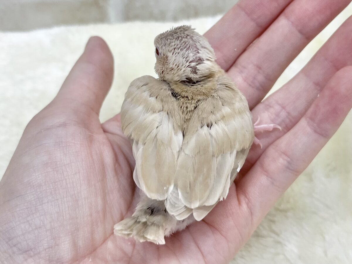 ほこほこシナモン☺️☕️✨ シナモン文鳥 シナモン文鳥