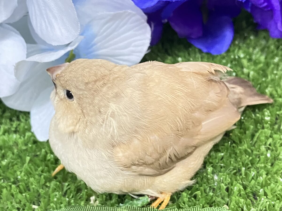 ペェペェて、、🩷愛もきな粉も振りまく💕︎💭ジャンボキンカチョウ(フォーン/2026年5月生まれ) ジャンボキンカチョウ