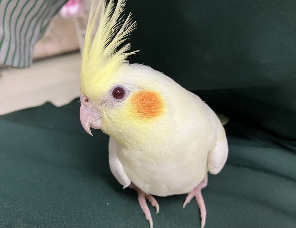 オカメインコ