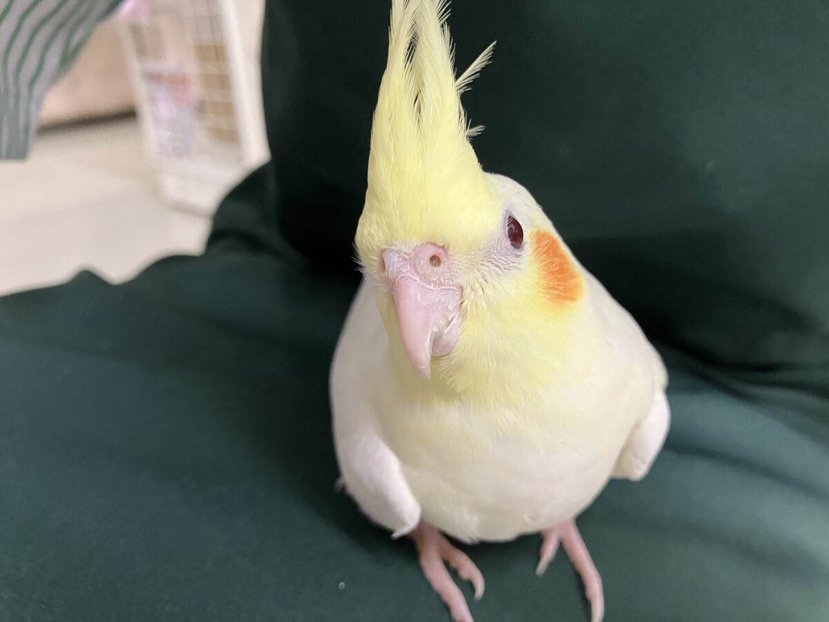 カスタードの扇子🌟⸜( ॑꒳ ॑ )⸝🌟パァッオカメインコ(ルチノー/2026年3月生まれ) オカメインコ