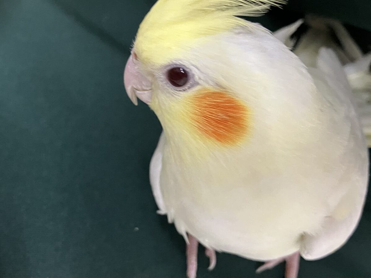 カスタードの扇子🌟⸜( ॑꒳ ॑ )⸝🌟パァッオカメインコ(ルチノー/2026年3月生まれ) オカメインコ