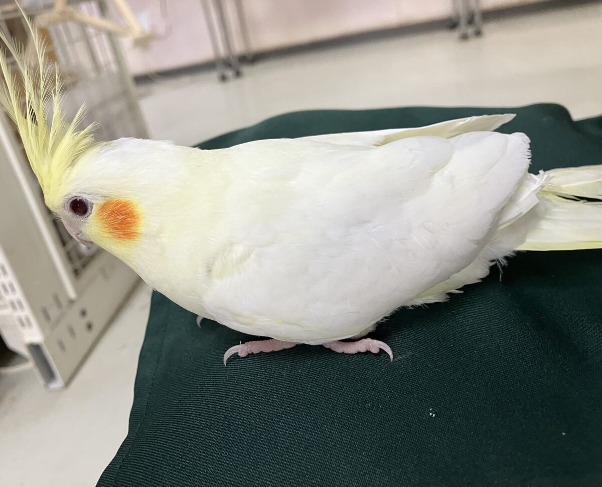 カスタードの扇子🌟⸜( ॑꒳ ॑ )⸝🌟パァッオカメインコ(ルチノー/2026年3月生まれ) オカメインコ