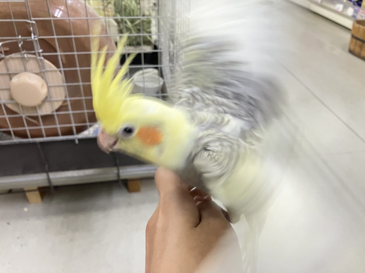 きらきら包んで✨🎀みるきぃカーテン🎀オカメインコ(パールパイド/2026年3月生まれ) オカメインコ
