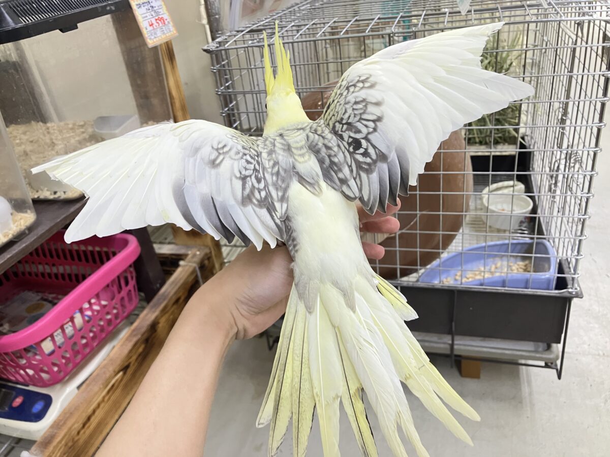 オカメインコ